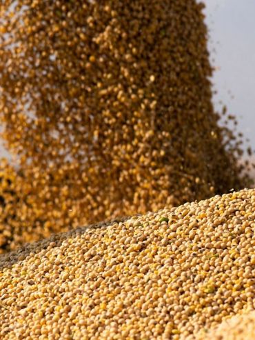 El campo puede darle impulso a la economía en el segundo semestre si acelera la venta de soja