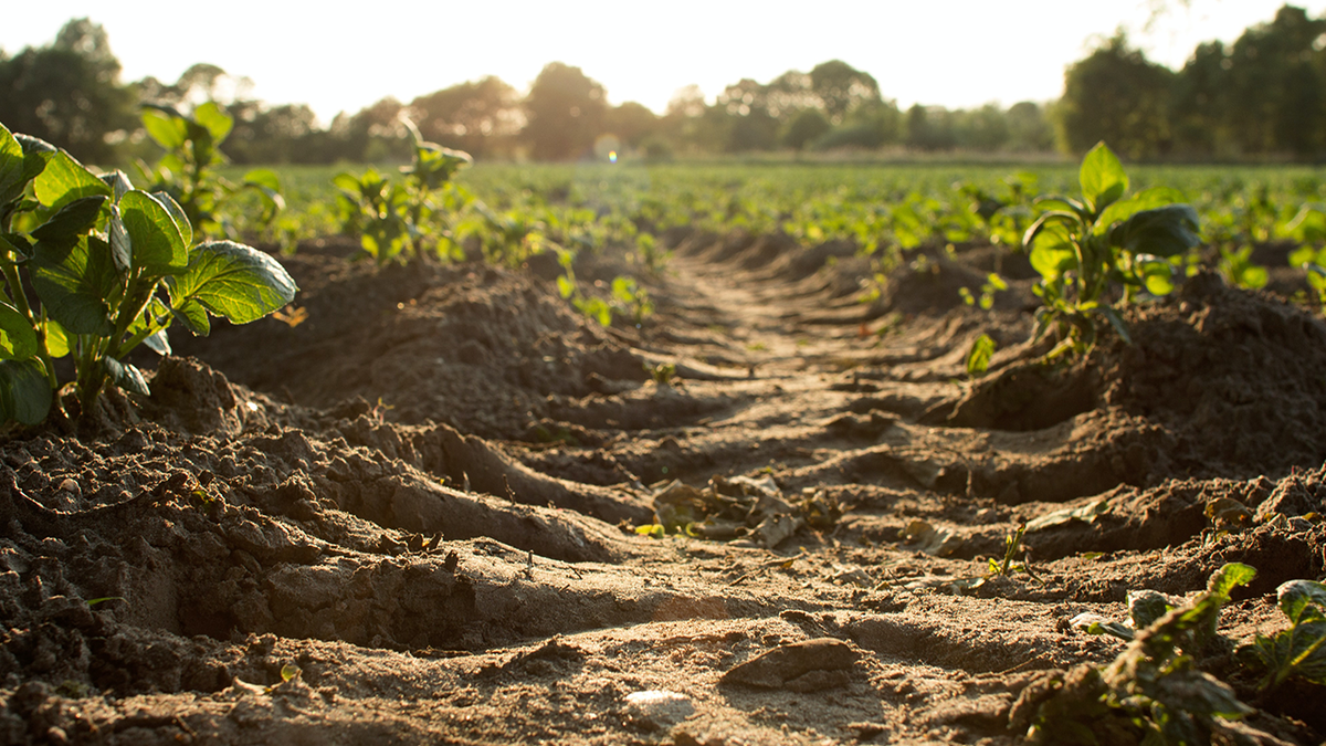 Bioinputs grow alongside regenerative agriculture – Agroclave