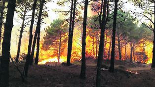 El incendio fue intencional, había más de un punto de fuego dijo el intendente de Pinamar