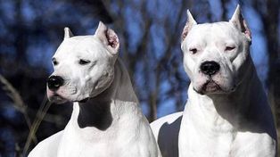 El dogo argentino es una raza peligrosa. Pensada para la caza del jabalí, suele verse en las ciudades, un hábitat poco compatible con esta raza.