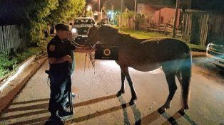 De los tres equinos sustraídos en la vecina ciudad de Salto, uno de ellos fue encontrado en Concordia.