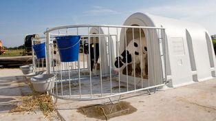 Córdoba prepara el retorno de las grandes muestras del sector lechero