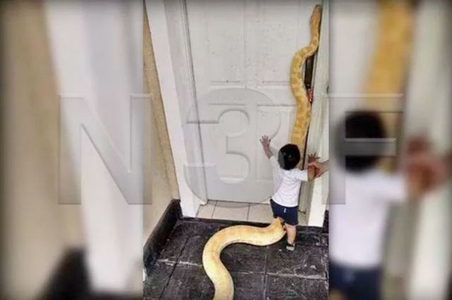 Mascota polémica: una familia vivía con una pitón albina de 3 metros