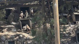 Quiebra del ex Aquarium de Mar del Plata: valuaron en USD 40.000 a cuatro pingüinos