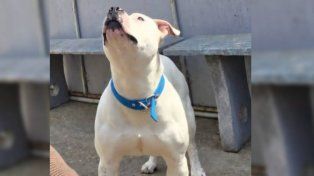 El Pitbull que mordió a una niña en Paraná no será sacrificado: quedará con una ONG