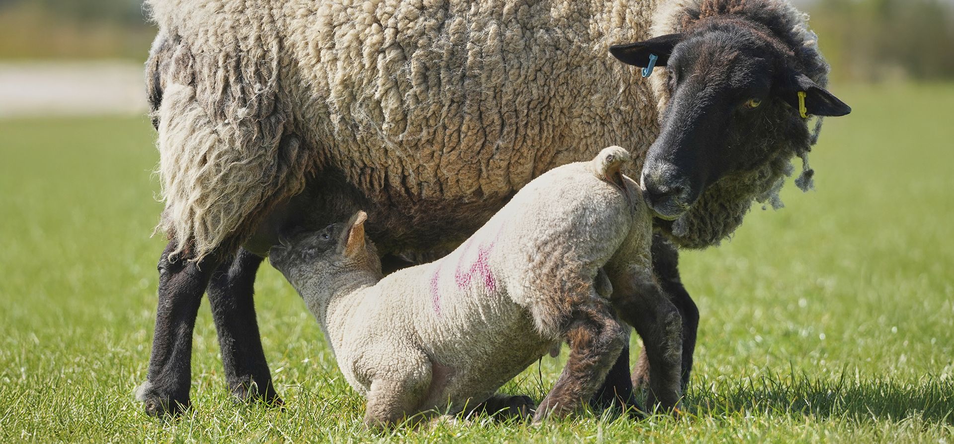 Una oveja y su cordero en una granja cerca de Bedford, Inglaterra, el viernes 11 de abril de 2025. (Foto AP/Kirsty Wigglesworth) Una oveja y su cordero en una granja cerca de Bedford, Inglaterra, el viernes 11 de abril de 2025. (Foto AP/Kirsty Wigglesworth)