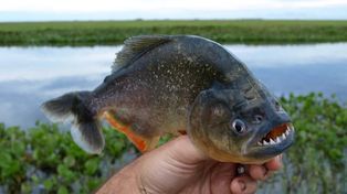 La provincia brindó recomendaciones ante la presencia de palometas en el río Paraná