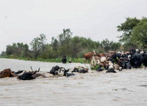 Crecida del río en la costa santafesina: evacúan más de 15 mil cabezas de ganado en la zona de San Javier