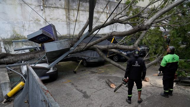 En el episodio de Balcarce al 200, cuatro autos fueron impactados por un árbol que cayó sobre un estacionamiento.