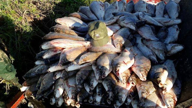 Secuestraron 900 sábalos fuera de medida a un pescador en el paraje El Toro