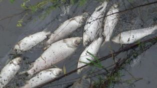¿Qué causa la mortandad de peces?