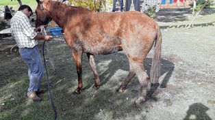 El abigeato desnuda el circuito de la faena clandestina de caballos en Santa Fe