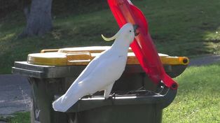 Las cacatúas de Australia aprenden a abrir los contenedores de basura