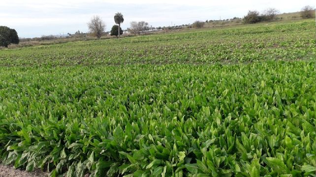 Negocio familiar. En la zona Oeste de Rosario están las cuatro hectáreas que trabaja la familia Chirieleison. Producen verdura de hoja
