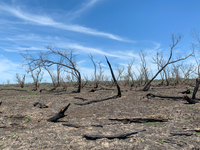 Los incendios en la zona de islas del Paraná provocaron daños irreparables en el humedal.