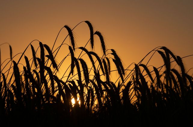 Más. Santa Fe sumaría un 20% más de superficie triguera.