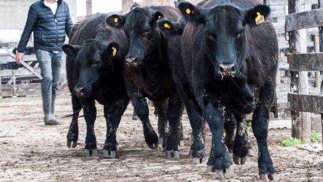 Luego de una espiral negativa de varios meses los precios de la hacienda crecieron 5% e Entre Ríos