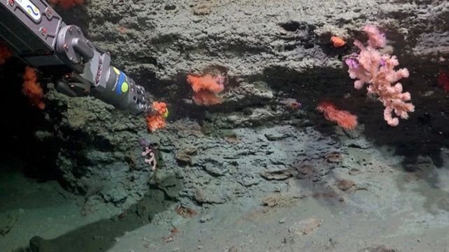El Conicet anunció una nueva expedición a 600 kilómetros de la costa de Chubut