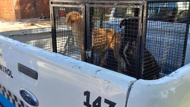Desd el 10 de diciembre pasado fueron rescatos 45 animales