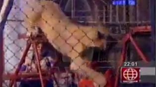Una leona atacó a una espectadora durante un temerario acto en un circo