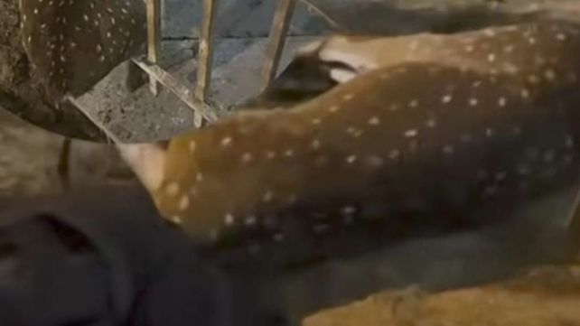 Rescatan a un ciervo atrapado entre las rejas metálicas de una escalera en el Fonavi San Jerónimo