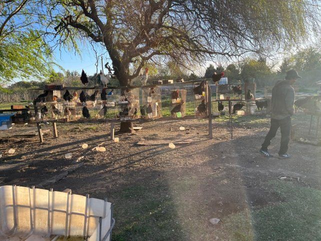Los gallos fueron hallados este martes en pasaje Irala al 4300.