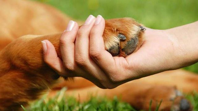 ¿Por qué hoy es el Día del Animal?