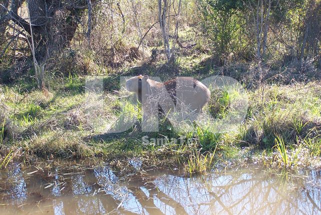 Alertan sobre el cuidado de la fauna silvestre ante la crecida del Paraná
