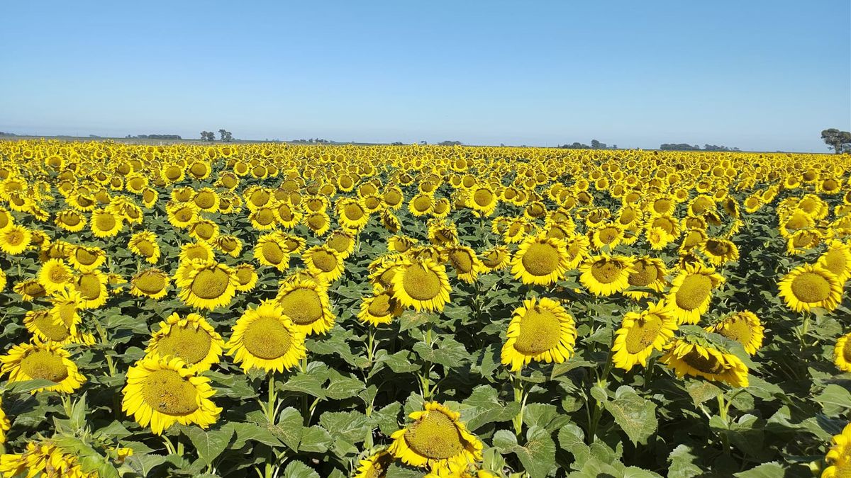 Girasol: estabilidad y resistencia en Zona Núcleo