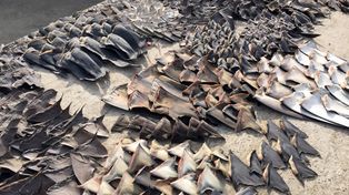 Ecuador decomisó unas 200 mil aletas de tiburón