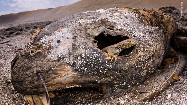 Las imágenes que concursan por el premio al Fotógrafo de Vida Silvestre 2018