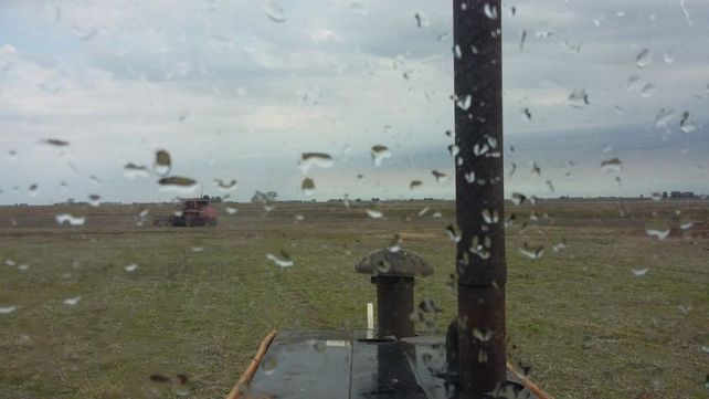 La lluvia le dio un respiro a los cultivos.