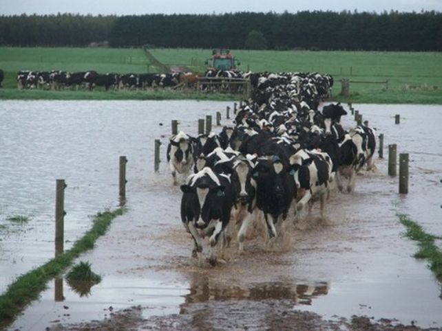 éxodo. Tamberos buscan reubicar las vacas en zonas secas para evitar tener que mandarlas al matadero.