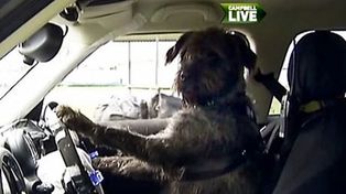 Perros de rescate aprenden a conducir automóviles