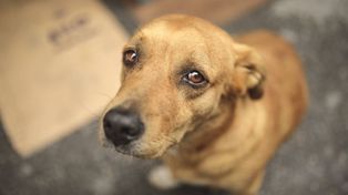 Día Mundial del Perro Adoptado: cuántos argentinos eligen la adopción y qué pasa con los animales