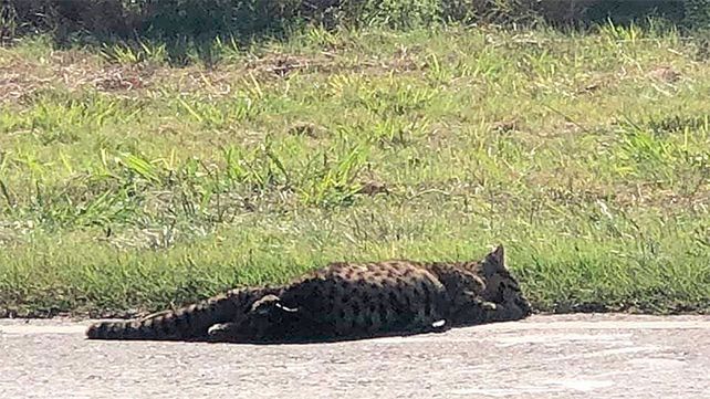 Hallaron un gato montés muerto a la vera de Ruta 11 en Oro Verde