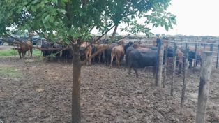 Caso de las 161 vacas de un influencer santafesino: imputaron a un hombre por defraudación