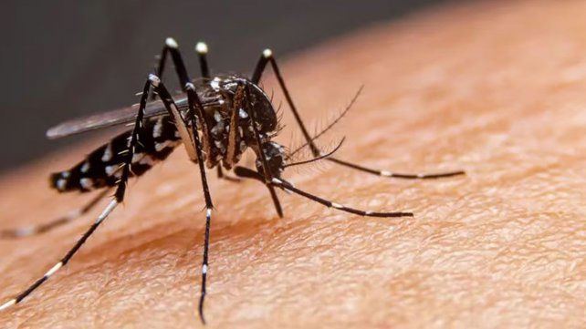 Dengue: hay 783 casos en la provincia, la mayoría en el departamento General Obligado