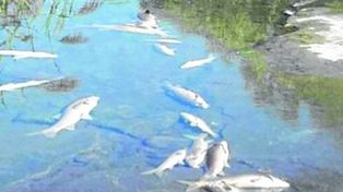 La contaminación no causó la mortandad de peces