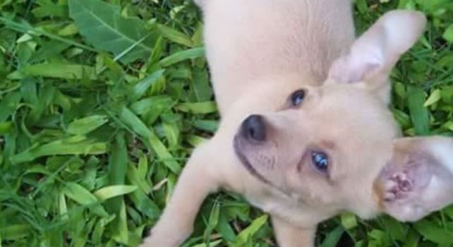 Apareció Timoteo, el perrito por el que un chico ofreció sus juguetes como recompensa