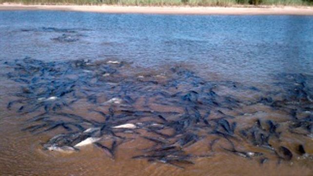 Protegen un inusitado cardumen de surubíes detectado en el río Paraná