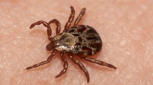 Identificaron en Japón un nuevo virus que es transmitido por garrapatas
