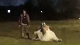 Video: Una fiesta de casamiento terminó con una feroz trifulca