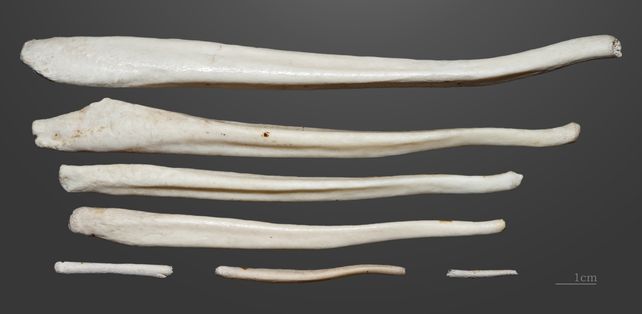 La ciencia descubrió por qué razón el hombre perdió el hueso del pene