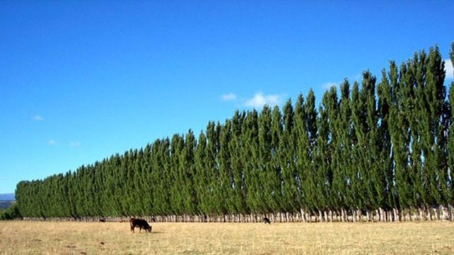 Los productores beneficiados destinarán la asistencia económica para cortinas forestales