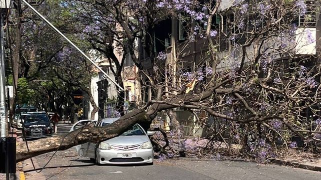 El árbol destrozó al auto que justo pasó por San Juan casi Moreno
