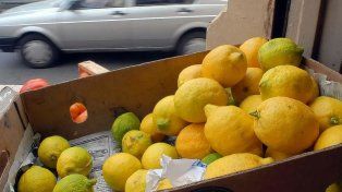 El precio del kilo de limón, por las nubes.