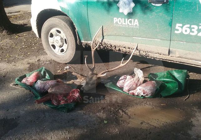 Decomisaron especies autóctonas depredadas por cazadores furtivos