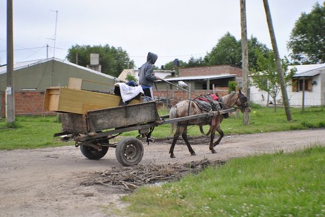 Identifican los carros y a los caballos les colocan un chip de control