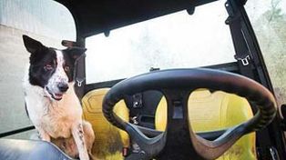 Un perro cruzó una autopista escocesa al volante de un tractor